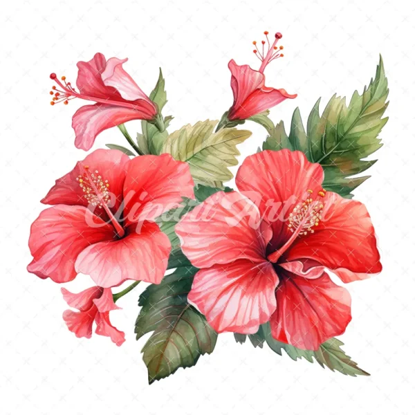 20 High-Quality Hibiscus Plant Clipart - Hibiscus plant digital watercolor JPG instant download for commercial use - Digital download