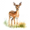 20 High-Quality Dik-Dik Antelope Clipart - Dik-dik antelope digital watercolor JPG instant download for commercial use - Digital download