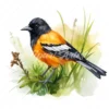 20 High-Quality Baltimore Oriole Clipart - Baltimore oriole digital watercolor JPG instant download for commercial use - Digital download
