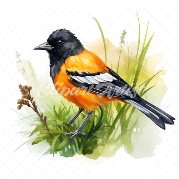 20 High-Quality Baltimore Oriole Clipart - Baltimore oriole digital watercolor JPG instant download for commercial use - Digital download