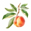 19 High-Quality Peach Clipart - Peach digital watercolor JPG instant download for commercial use - Digital download