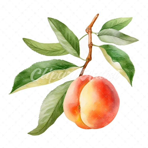 19 High-Quality Peach Clipart - Peach digital watercolor JPG instant download for commercial use - Digital download