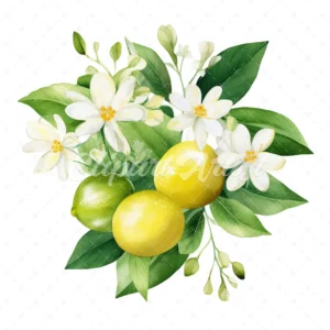 20 High-Quality Green Lemon Clipart - Green lemon digital watercolor JPG instant download for commercial use - Digital download