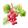 20 High-Quality Ribes Clipart - Ribes digital watercolor JPG instant download for commercial use - Digital download