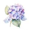 20 High-Quality Hydrangea Clipart - Hydrangea flower digital watercolor JPG instant download for commercial use - Digital download