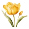 20 High-Quality Yellow Tulip Clipart - Yellow tulip digital watercolor JPG instant download for commercial use - Digital download