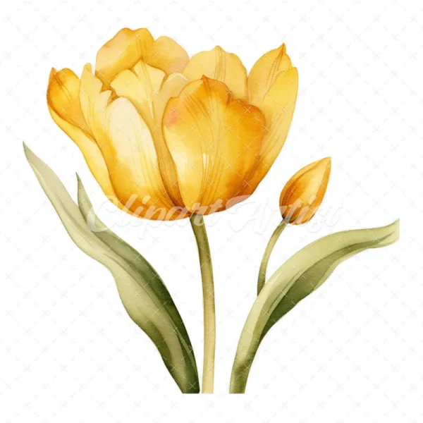 20 High-Quality Yellow Tulip Clipart - Yellow tulip digital watercolor JPG instant download for commercial use - Digital download