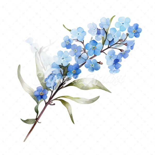 20 High-Quality Forget Me Not Clipart - Forget me not digital watercolor JPG instant download for commercial use - Digital download