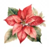 20 High-Quality Poinsettia Clipart - Poinsettia flower digital watercolor JPG instant download for commercial use - Digital download