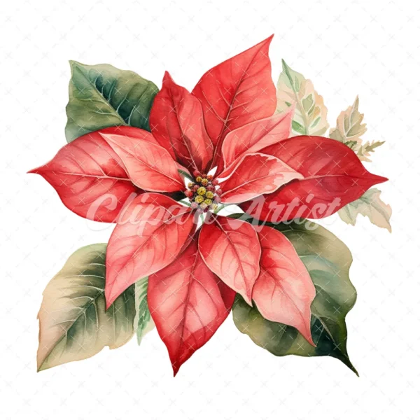 20 High-Quality Poinsettia Clipart - Poinsettia flower digital watercolor JPG instant download for commercial use - Digital download