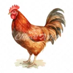 20 High-Quality Hen Clipart - Hen digital watercolor JPG instant download for commercial use - Digital download