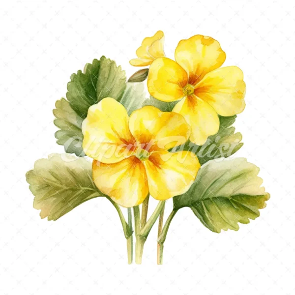 20 High-Quality Primrose Clipart - Primrose flowers watercolor JPG instant download for commercial use - Digital download