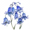 21 High-Quality Bluebells Clipart - Bluebells flowers digital watercolor JPG instant download for commercial use - Digital download