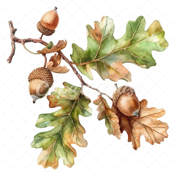19 High-Quality Oak Acorns Clipart - Oak acorns digital watercolor JPG instant download for commercial use - Digital download
