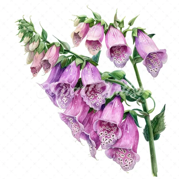 18 High-Quality Foxglove Clipart - Foxglove flowers digital watercolor JPG instant download for commercial use - Digital download
