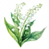 20 High-Quality Lily Of Valley Clipart - Lily of the valley digital watercolor JPG instant download for commercial use - Digital download