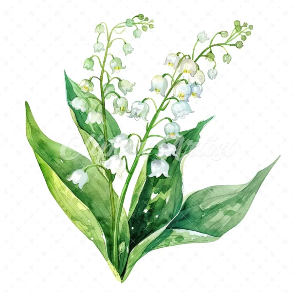 20 High-Quality Lily Of Valley Clipart - Lily of the valley digital watercolor JPG instant download for commercial use - Digital download