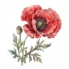 20 High-Quality Oriental Poppy Flower Clipart - Oriental poppy digital watercolor JPG instant download for commercial use - Digital download