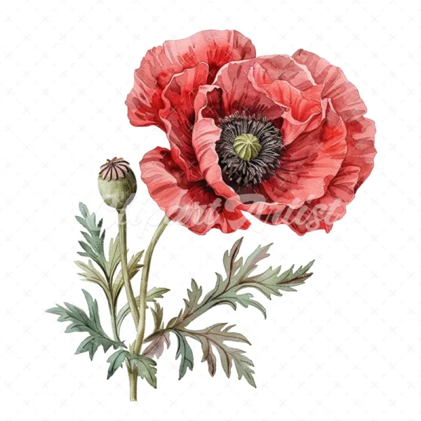20 High-Quality Oriental Poppy Flower Clipart - Oriental poppy digital watercolor JPG instant download for commercial use - Digital download
