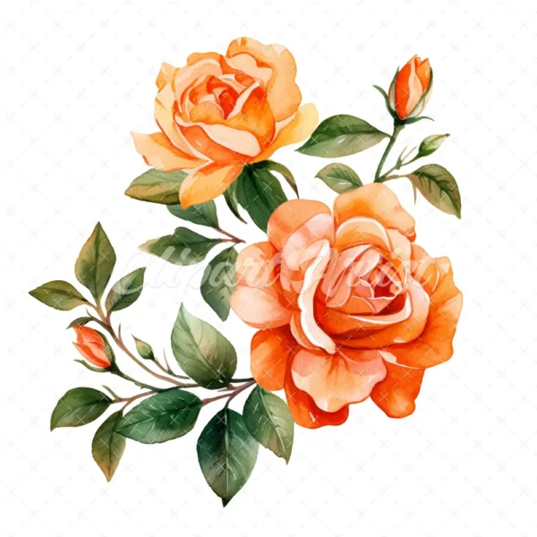 20 High-Quality Orange Rose Clipart - Orange rose digital watercolor JPG instant download for commercial use - Digital download