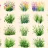 Grass Watercolor Clipart Bundle - 135+ transparent PNG, Botanical grass illustrations, Spring greenery art, Commercial use, Digital download