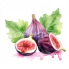23 High-Quality Fig Clipart - Fig digital watercolor JPG instant download for commercial use - Digital download