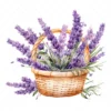 20 High-Quality Lavender Flowers Basket Clipart - Lavender digital watercolor JPG instant download for commercial use - Digital download