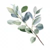 20 High-Quality Eucalyptus Clipart - Eucalyptus digital watercolor JPG instant download for commercial use - Digital download