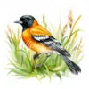 20 High-Quality Baltimore Oriole Clipart - Baltimore oriole digital watercolor JPG instant download for commercial use - Digital download