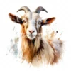 20 High-Quality Kiko Goat Clipart - Kiko goat digital watercolor JPG instant download for commercial use - Digital download