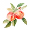 19 High-Quality Peach Clipart - Peach digital watercolor JPG instant download for commercial use - Digital download