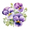 19 High-Quality Pansy Clipart - Pansy flowers digital watercolor JPG instant download for commercial use - Digital download