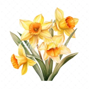 20 High-Quality Daffodil Clipart - Daffodil digital watercolor JPG instant download for commercial use - Digital download