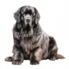 20 High-Quality Newfoundland Clipart - Newfoundland digital watercolor JPG instant download for commercial use - Digital download