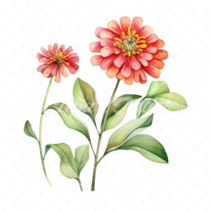 20 High-Quality Zinnia Clipart - Zinnia flowers digital watercolor JPG instant download for commercial use - Digital download