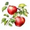 19 High-Quality Apples on Branch Clipart - Apple Barbecue digital watercolor JPG instant download for commercial use - Digital download