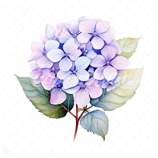 20 High-Quality Hydrangea Clipart - Hydrangea flower digital watercolor JPG instant download for commercial use - Digital download