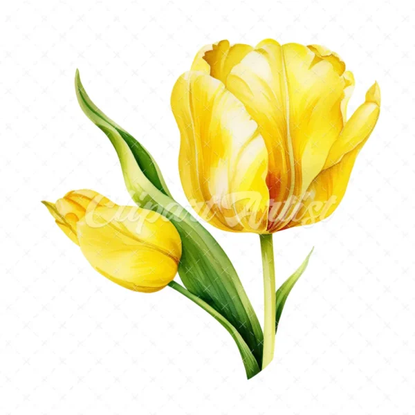 20 High-Quality Yellow Tulip Clipart - Yellow tulip digital watercolor JPG instant download for commercial use - Digital download