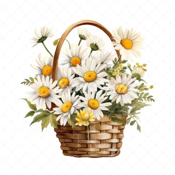 20 High-Quality Daisies Basket Clipart - Daisies basket digital watercolor JPG instant download for commercial use - Digital download