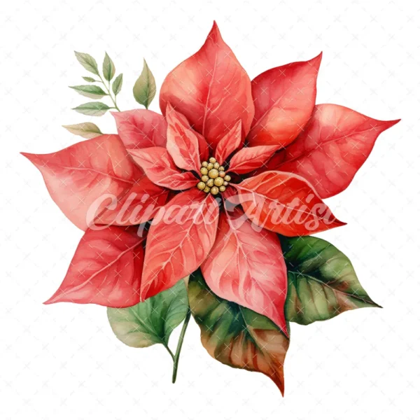 20 High-Quality Poinsettia Clipart - Poinsettia flower digital watercolor JPG instant download for commercial use - Digital download