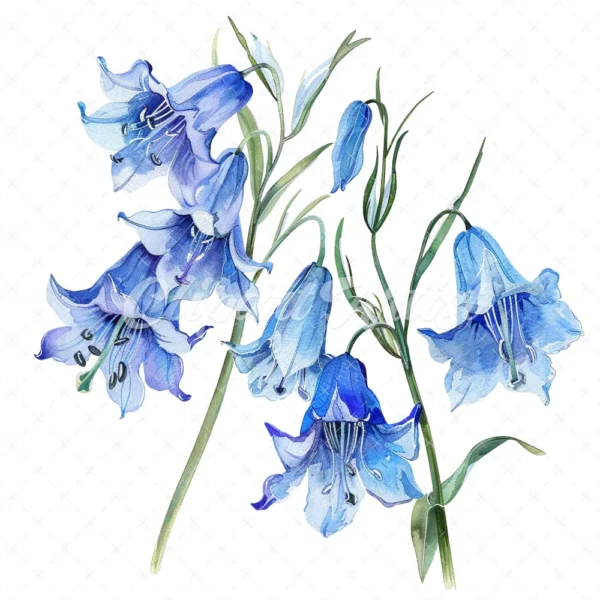 21 High-Quality Bluebells Clipart - Bluebells flowers digital watercolor JPG instant download for commercial use - Digital download