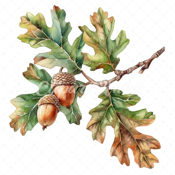 19 High-Quality Oak Acorns Clipart - Oak acorns digital watercolor JPG instant download for commercial use - Digital download