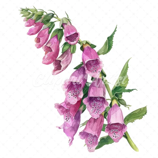 18 High-Quality Foxglove Clipart - Foxglove flowers digital watercolor JPG instant download for commercial use - Digital download