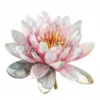 19 High-Quality Delicate Water Lily Clipart - Water lily digital watercolor JPG instant download for commercial use - Digital download