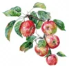 20 High-Quality Apple Branch Clipart - Apple branch watercolor JPG instant download for commercial use - Digital download