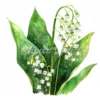 20 High-Quality Lily Of Valley Clipart - Lily of the valley digital watercolor JPG instant download for commercial use - Digital download