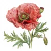 20 High-Quality Oriental Poppy Flower Clipart - Oriental poppy digital watercolor JPG instant download for commercial use - Digital download