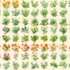 Herbs Watercolor Clipart Bundle - 575+ transparent PNG, Herbal plant graphics, Medicinal culinary images, Commercial use, Digital download