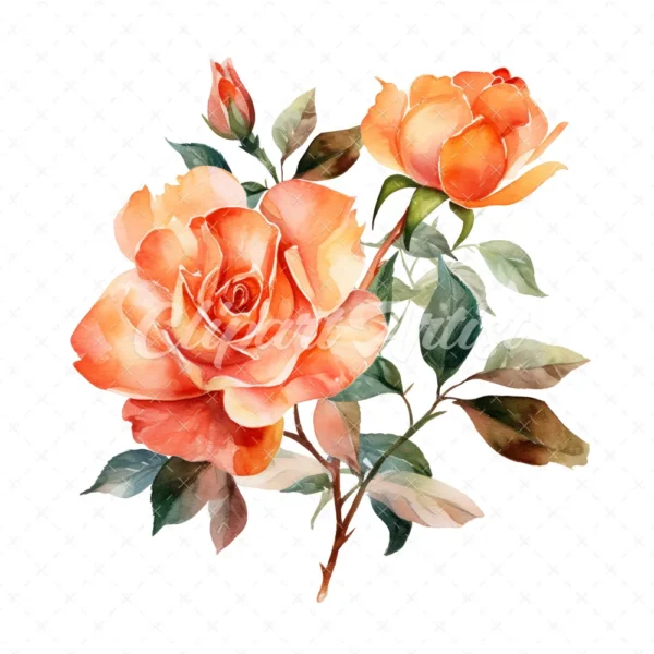 20 High-Quality Orange Rose Clipart - Orange rose digital watercolor JPG instant download for commercial use - Digital download