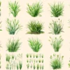 Grass Watercolor Clipart Bundle - 135+ transparent PNG, Botanical grass illustrations, Spring greenery art, Commercial use, Digital download